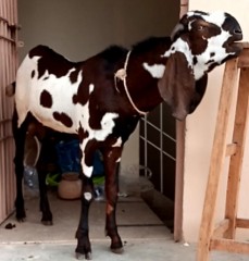 Bakra