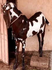 bakra