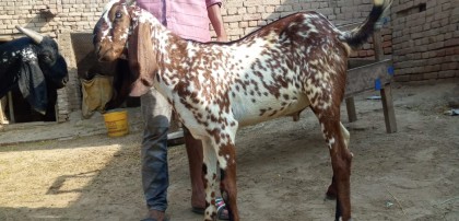 Bakra