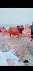 Bull