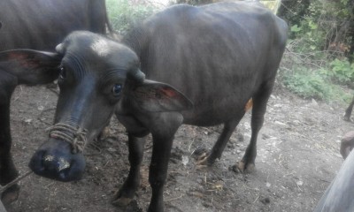 Black Choti (buffalo) 