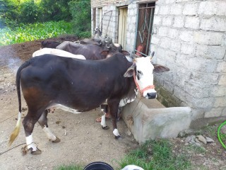 Black white cow in havelian 