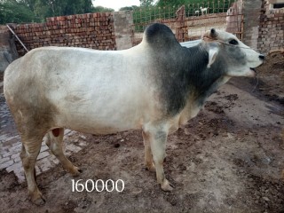Bull
