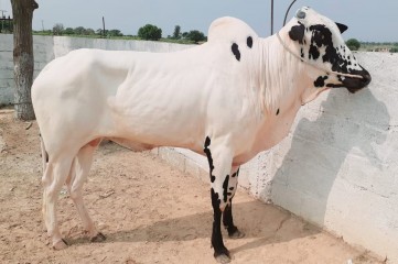 Bull-rwp7