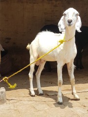 Bakra-1
