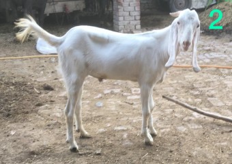 Bakra