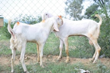 rajanpuri-jori