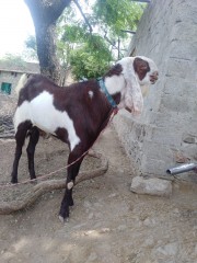 Makhi cheena