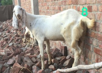 Rajunpurri 