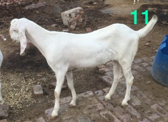 Bakra