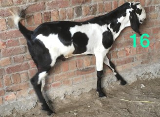 Bakra rajunpuri