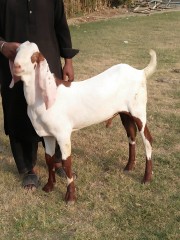 Rajunpurri Jhorri