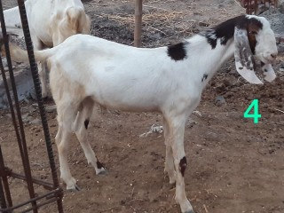 Rajunpurri 