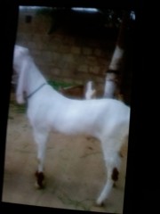 Rajenpuri White