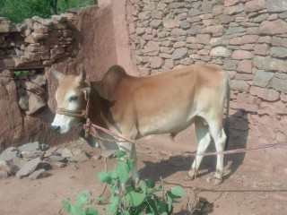 Desi Bull