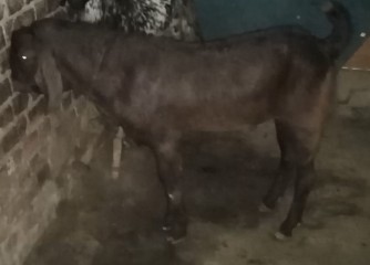 Desi bakra