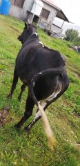 Bull
