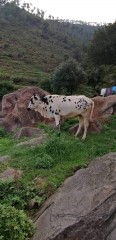 Bull