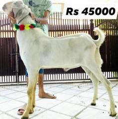 Rajanpuri---bakra