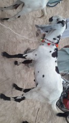 Desi bakra