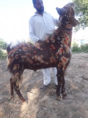 Desi bakra