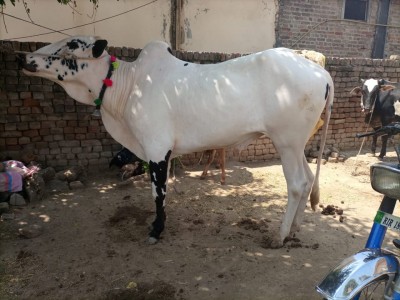 Bakra Mandi | Buy and Sell bull, bakra for qurbani