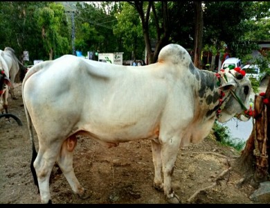 bull-muzaffarabad