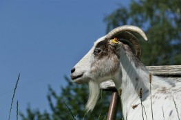 Online purchase of bakra for Sadqa and Aqeeqa