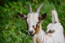 Bakra Mandi Online Business is Booming in Pakistan