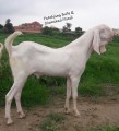bakra