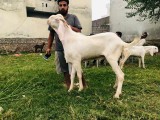 bakra
