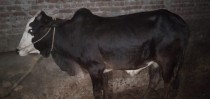 bakra