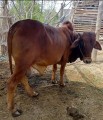 bakra