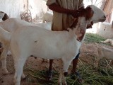bakra