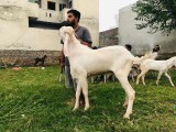 bakra