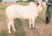 bakra