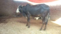 bakra