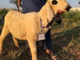 bakra