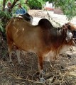 bakra