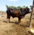 bakra