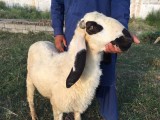 bakra