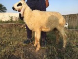 bakra