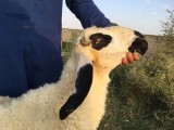 bakra
