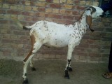bakra