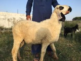 bakra