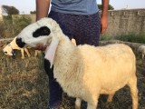 bakra