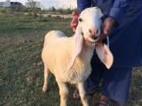 bakra