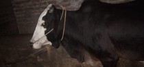 bakra