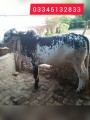 bakra