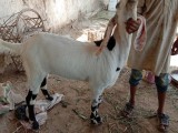 bakra